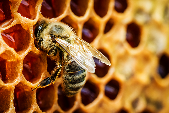 bee on hive